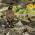 Common Myna on the ground, Hawaii