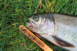 Fishing in Norfolk (Fishing Hobbs Lake ,Nar Valley Fisheries) portfolio