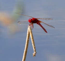 DF AnimalsCreatures 144