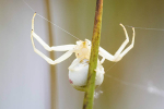 Crab spider