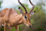 Impala Portrait 2