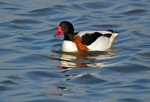 Shelduck