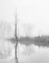 Big Creek--May Fog