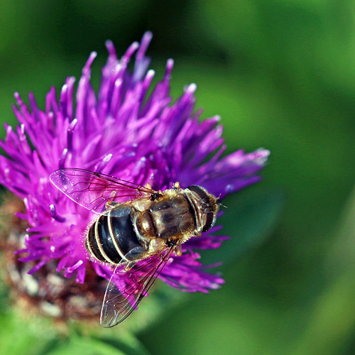Syrphid Fly (Eristalis dimidiata)