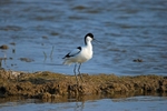 Avocet
