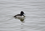 Ring-necked Duck