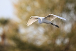Great Egret, late afternoon - Venice Rookery, Florida