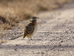 Greater Roadrunner sunbathing, Bosque del Apache, New Mexico