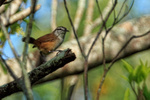 Cabanis's Wren, Monteverde, Costa Rica