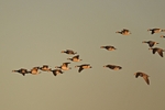 Barnacle Geese