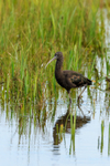 Glossy Ibis Plegadis falcinellus-5483