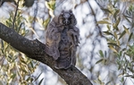 Long Eared Owl