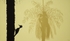 Pica-palmeira / Palmpecker