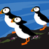 Puffins