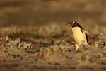 Gentoo heads out, early morning, Sea Lion Island, Falklands