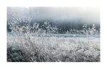 The Thaw