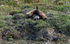 Cubs playing