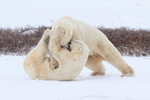 Male Polar Bear biting another on cheek, Churchill, Canada