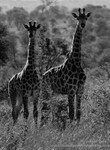 Double vision giraffe