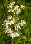Chalk Fragrance
