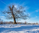 Wimpole Hall 16Dec22-12-Edit-Edit