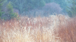 AWAITING SPRING, APRIL 2018 - NORFOLK COUNTY