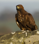 GOLDEN EAGLE