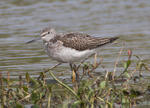 Greenshank at the second screen, Otmoor RSPB