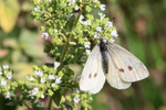 Small White showing upper wings, Oxfordshire, UK