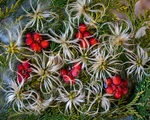 Autumnal Clematis
