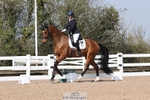 Cls 11 BD Young Horse 7YO portfolio