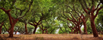 Cork Trees 02