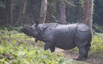 Rhino