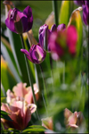 Tulipa 'Night Rider' with 'Artist'