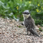Great Spotted Cuckoo (Clamator glandarius) ad