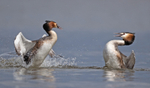 Great Crested Grebe - Podiceps cristatu