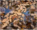 Autumn Patterns!