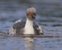 Silvery Grebe, front view, Sea Lion Island, Falklands