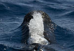 Short finned pilot whale, Madeira, Portugal (ref M8)