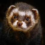 polecat Mustela putorius-5269