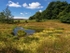 Rocher Bog