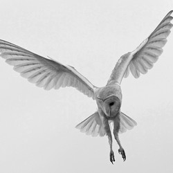 Barn Owl in flight