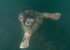 Grey Seal - Halichoerus grypus