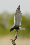 White-winged Black Tern