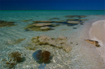 Stromatolites and Jellyfish, Shell Beach