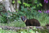 Pine Marten