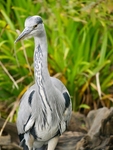 The Grey Heron
