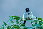 African Red-eyed Bulbul