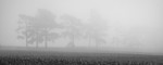 Day 47 - Scots Pine Mist