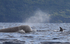 Northern bottlenose whales